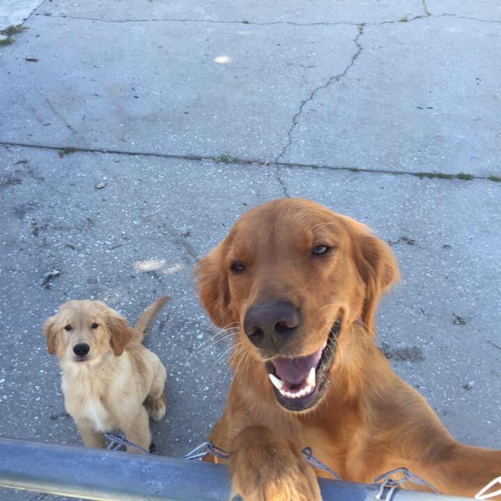 gate-keepers_t20_pYAJ48