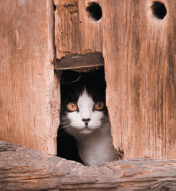 Screenshot 2023-12-14 at 10.05.33 AM